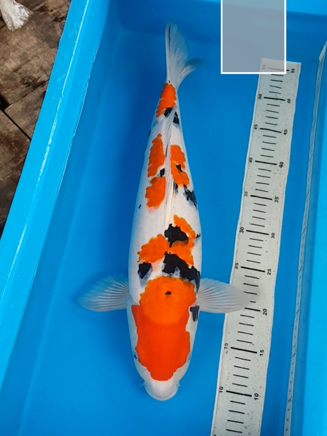 Juara 1