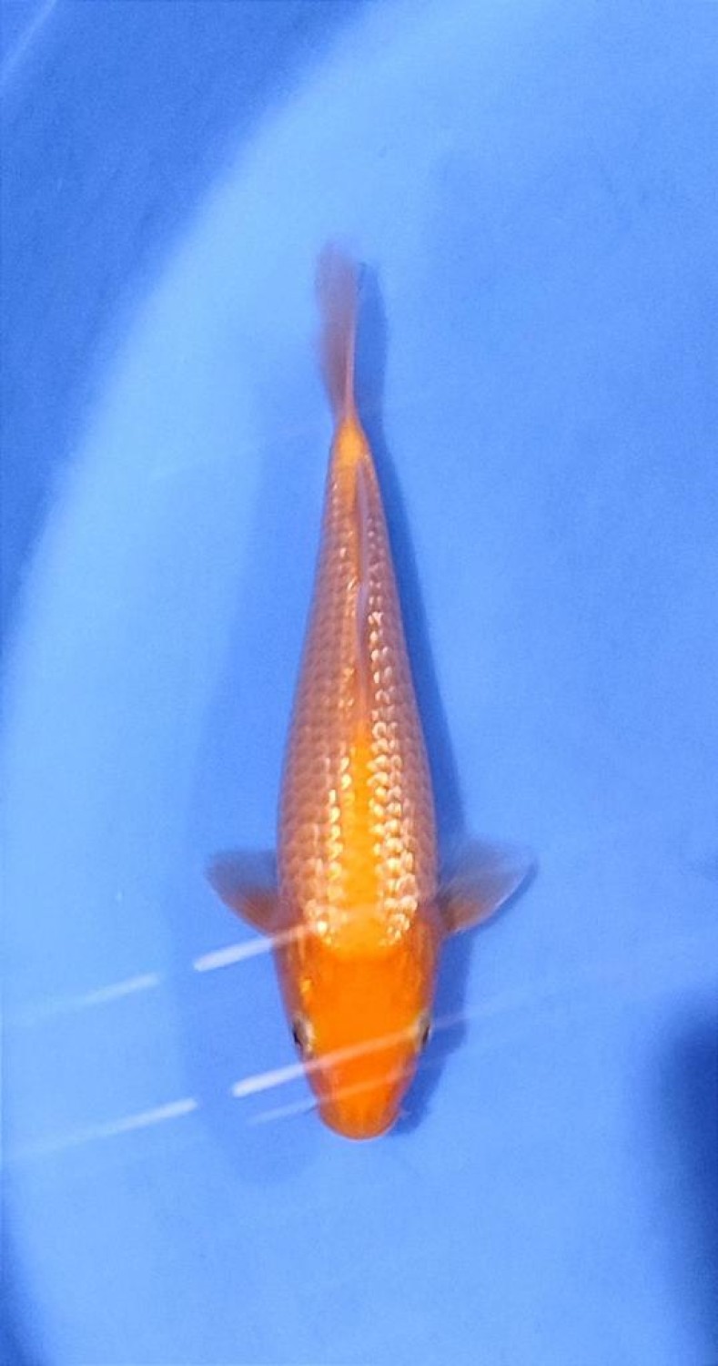 Juara 2