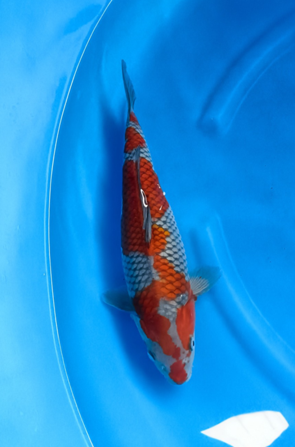 Juara 5