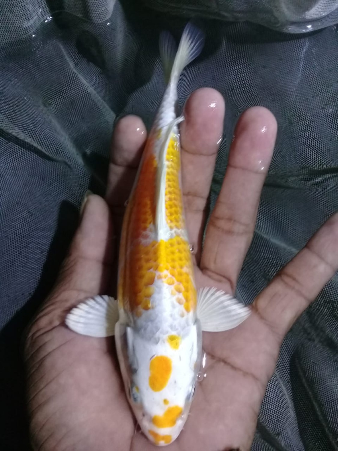 Juara 1