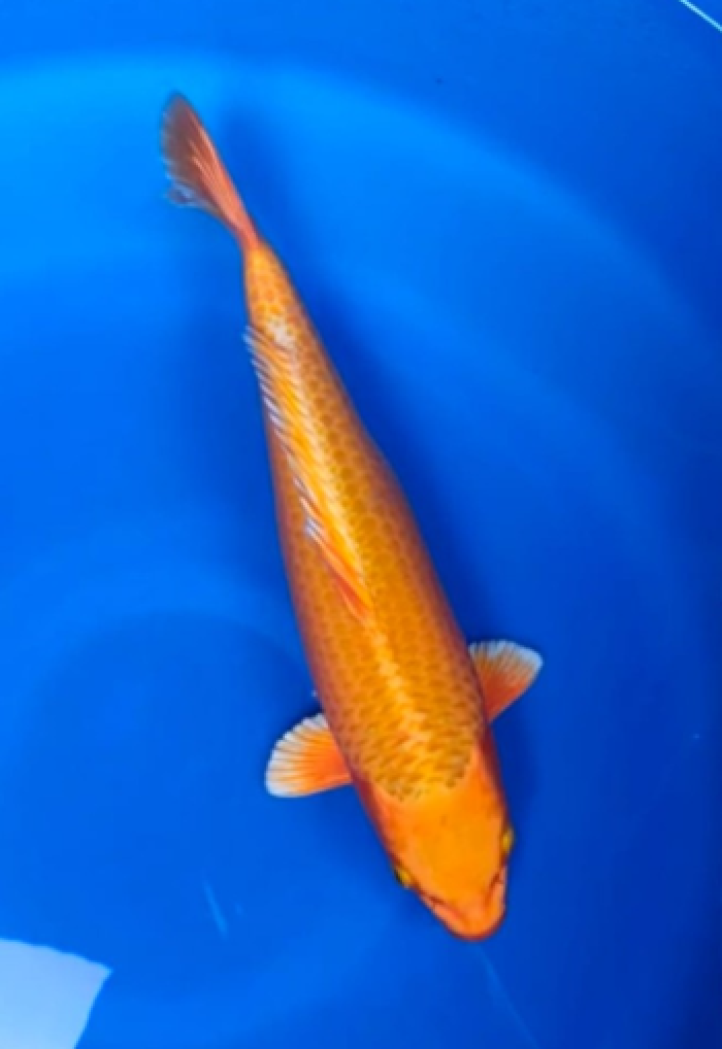 Juara 3