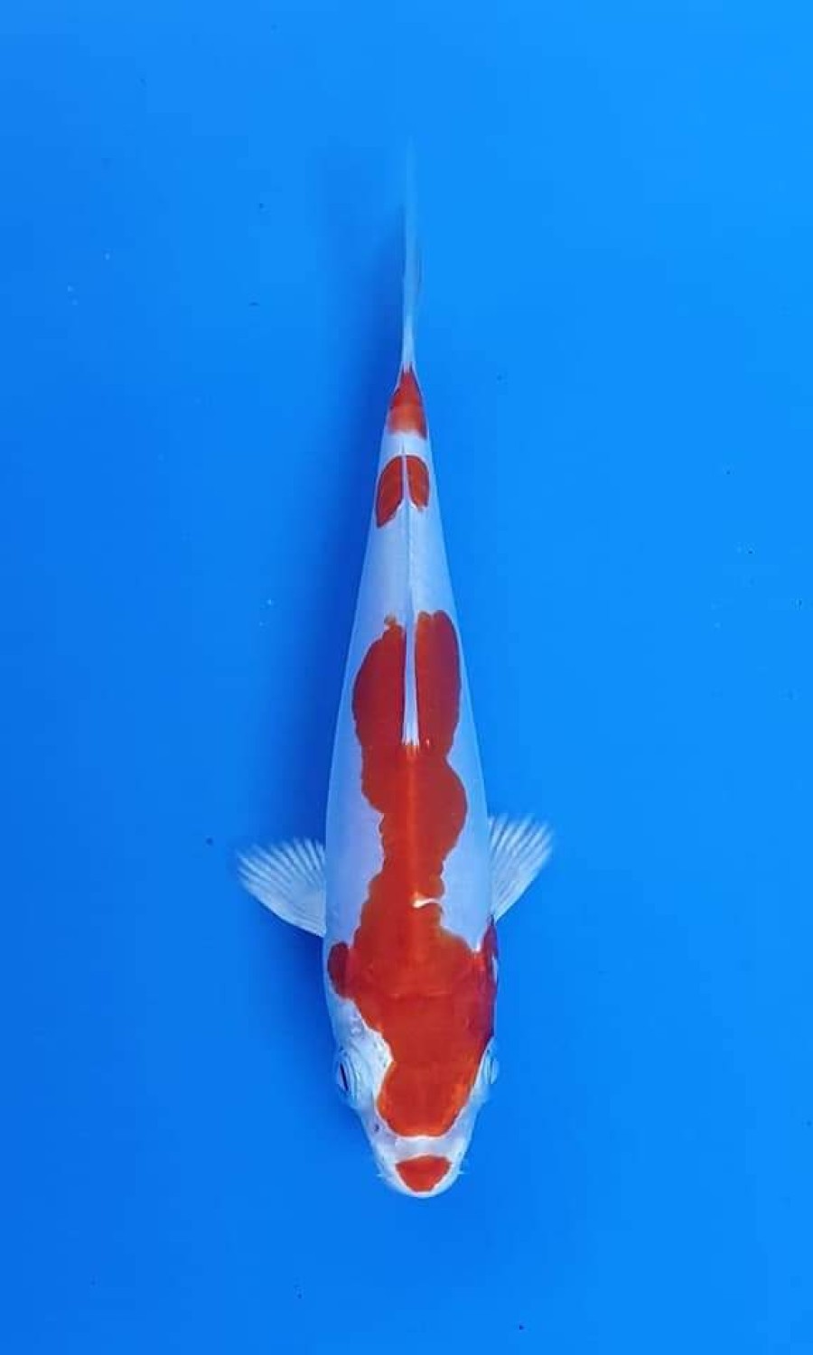Juara 2