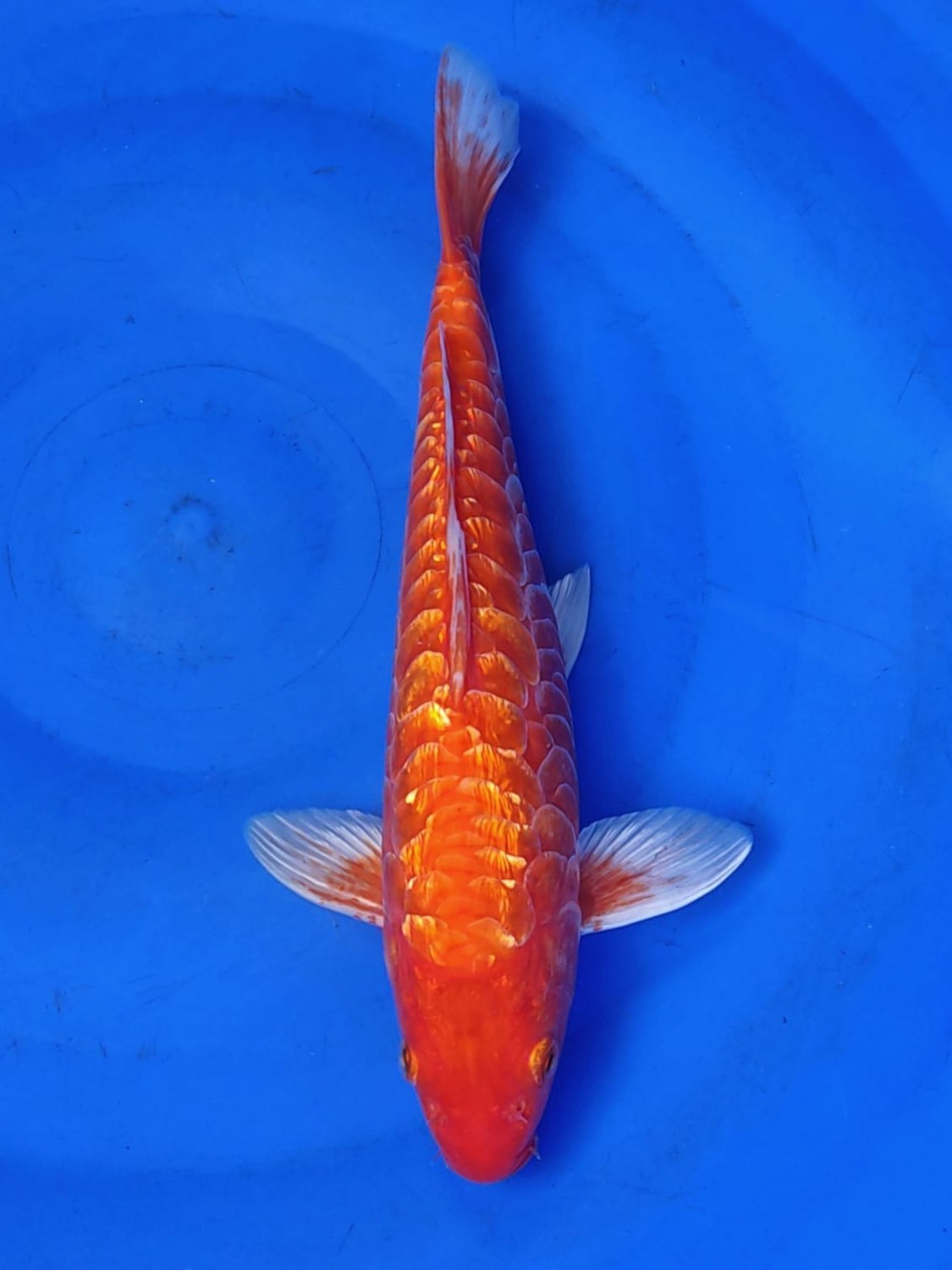 Best In Size F 26 - 30 cm