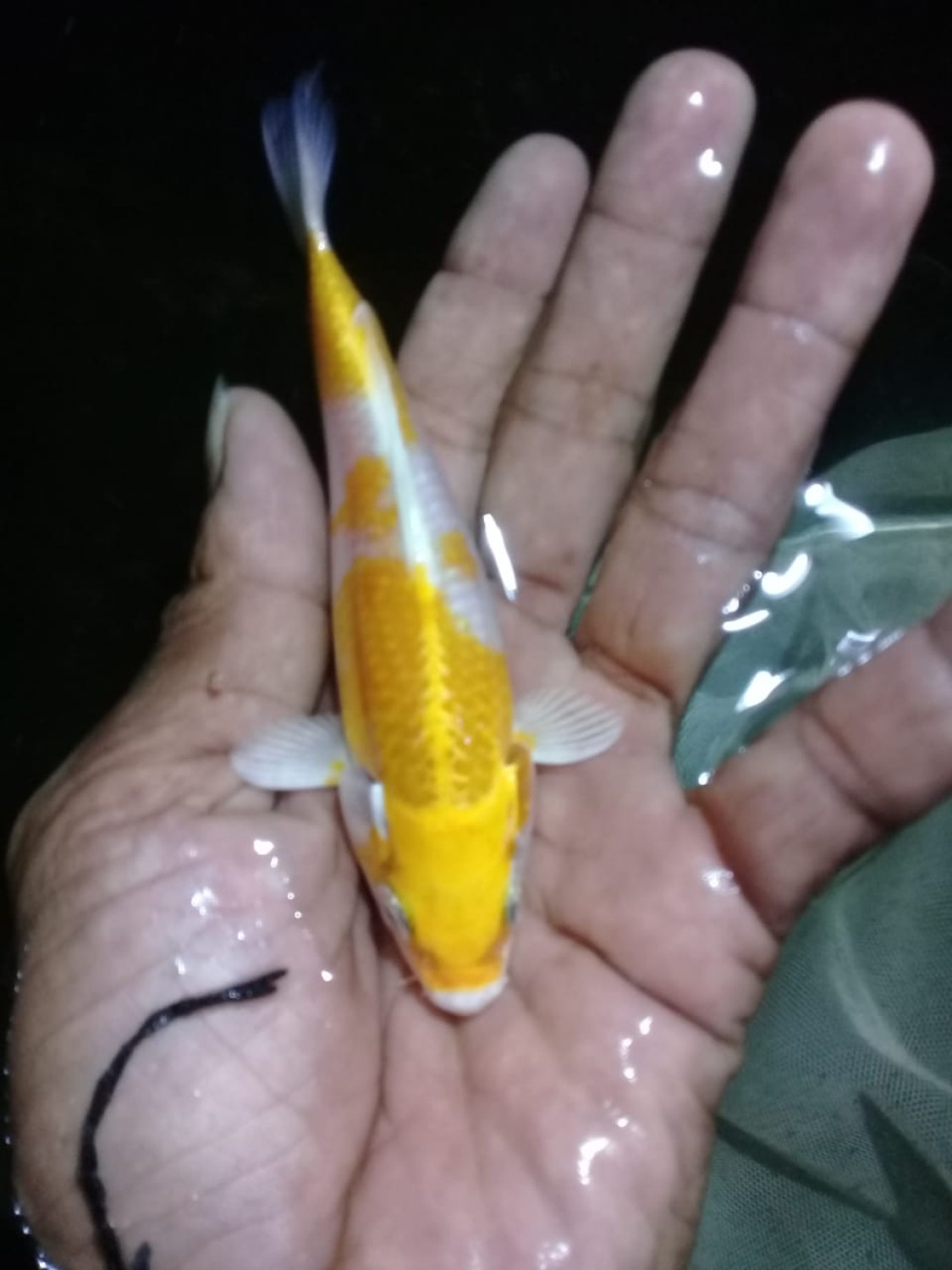 Juara 1