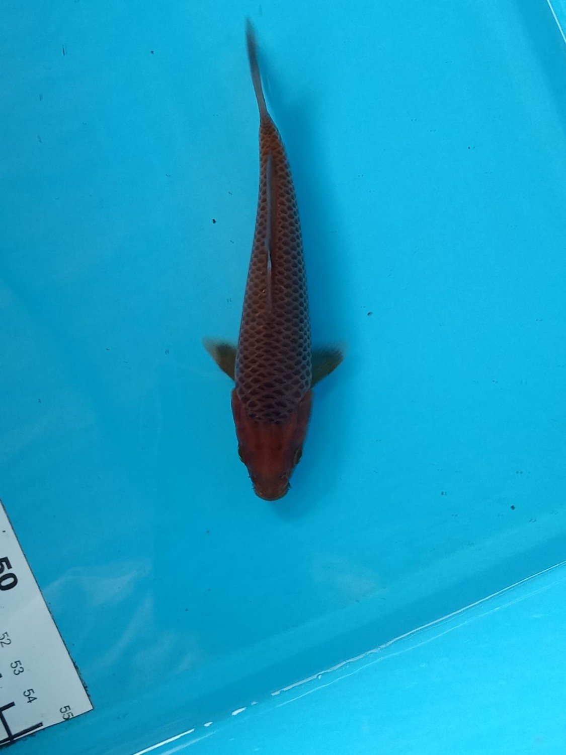 Best In Size E 13 - 15 cm