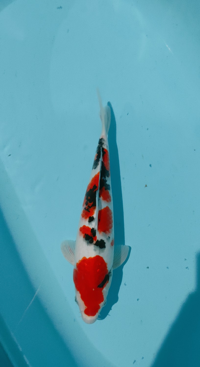 Juara 5