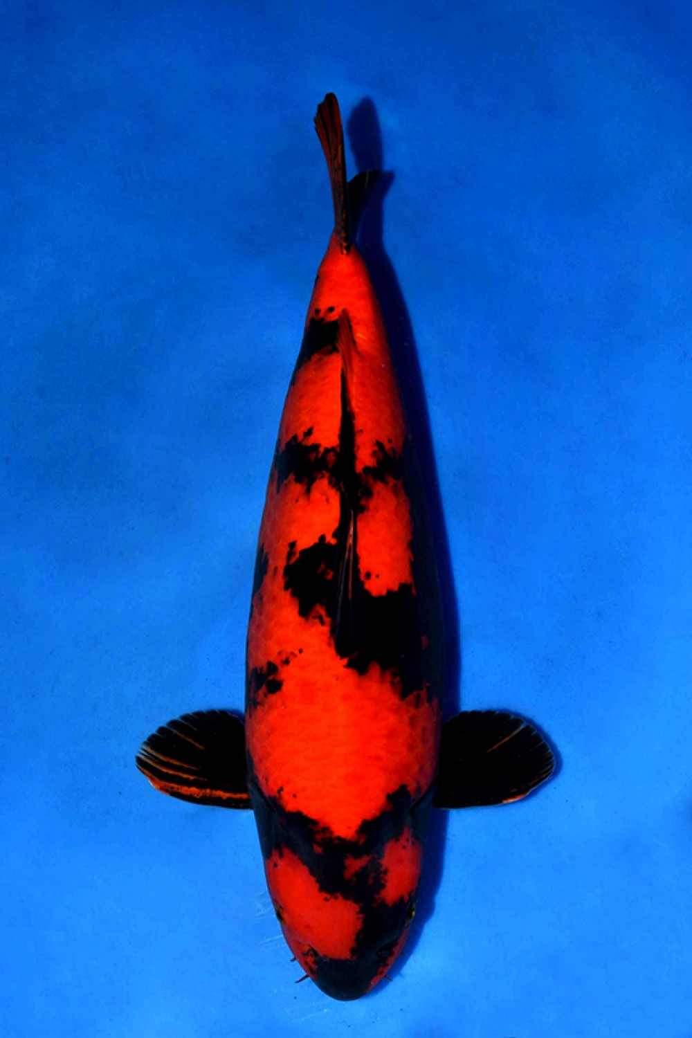 Best In Size D 61 - 65 cm