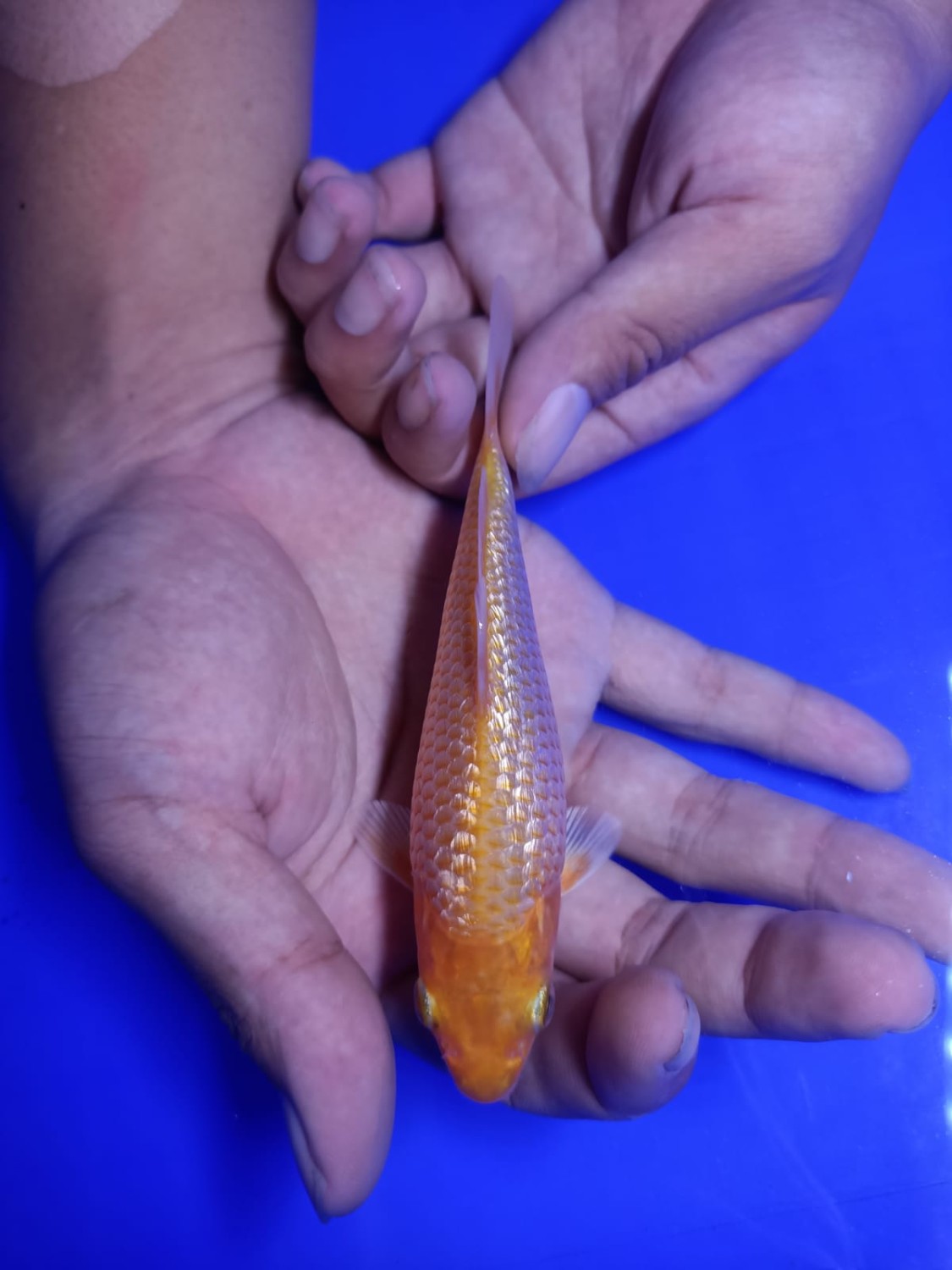 Juara 2