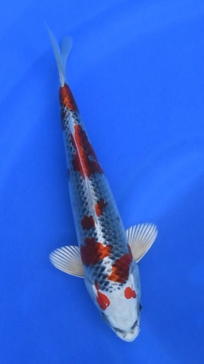 Juara 4