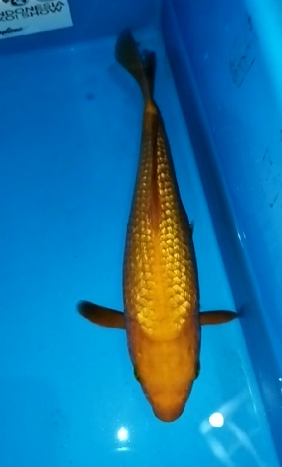 Juara 5