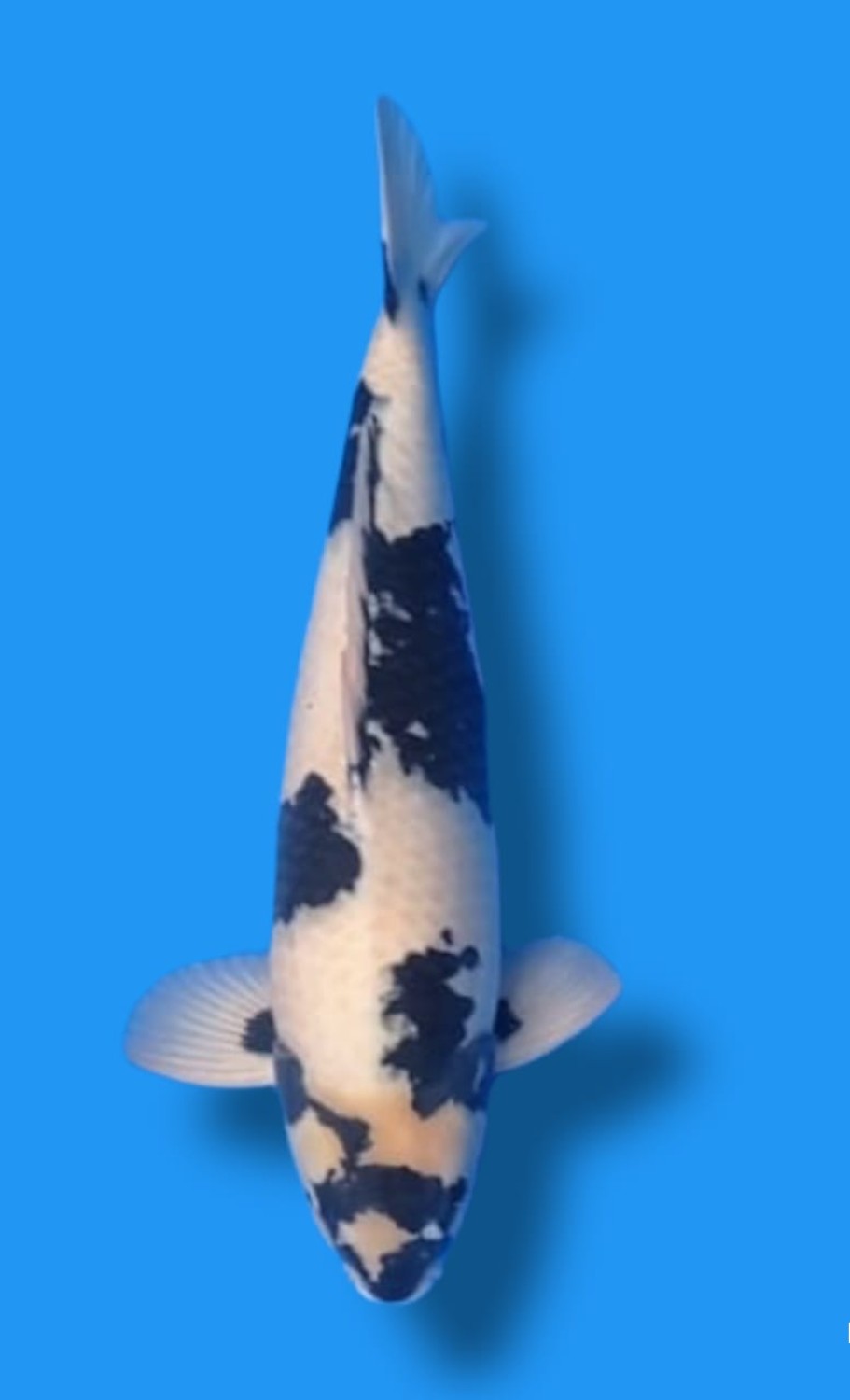 Juara 1
