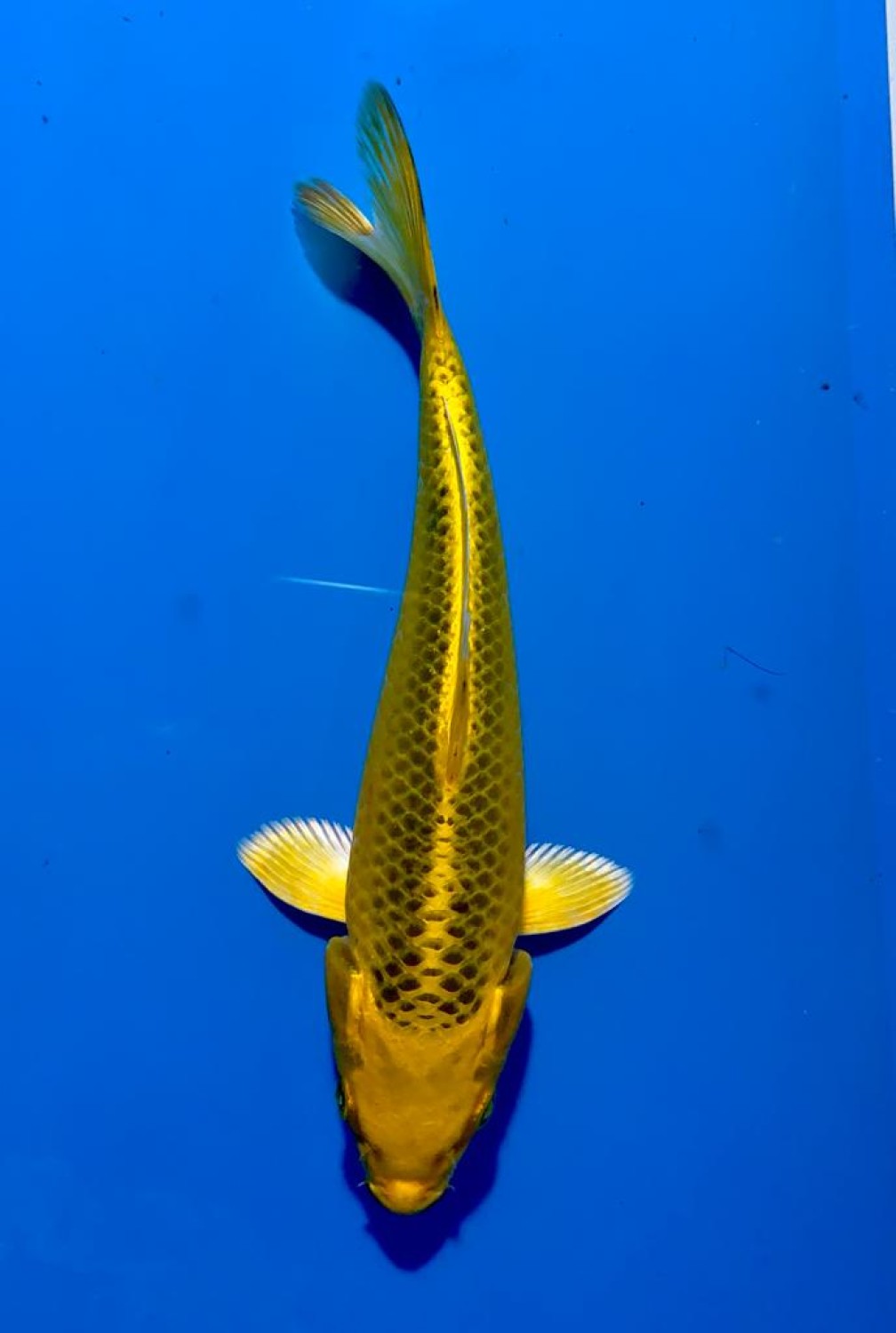 Juara 1