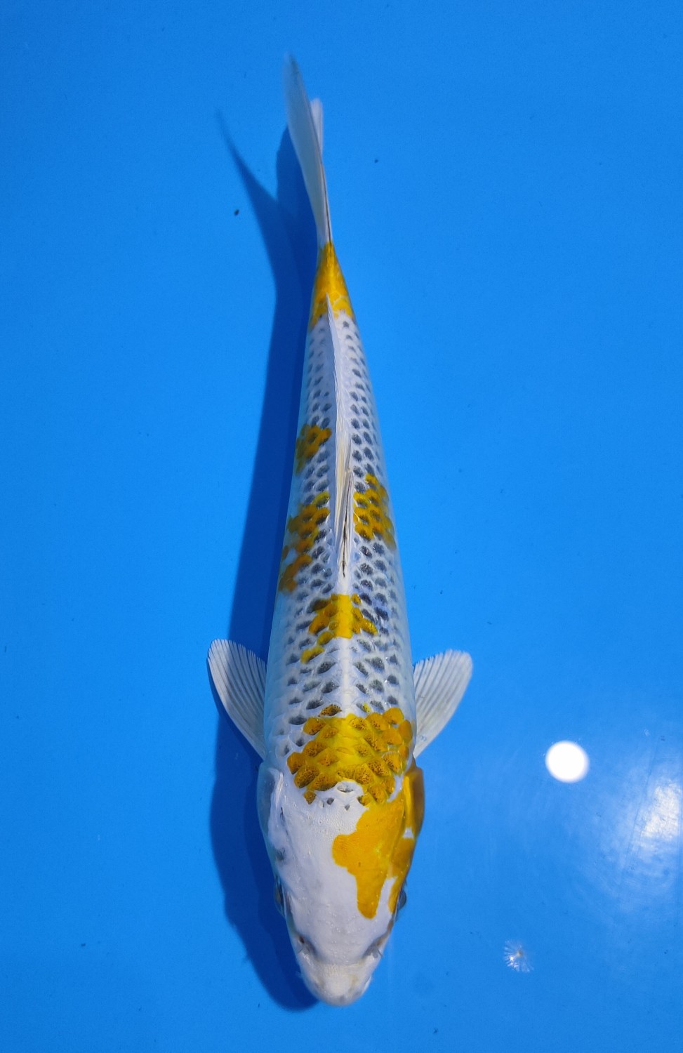 Juara 4