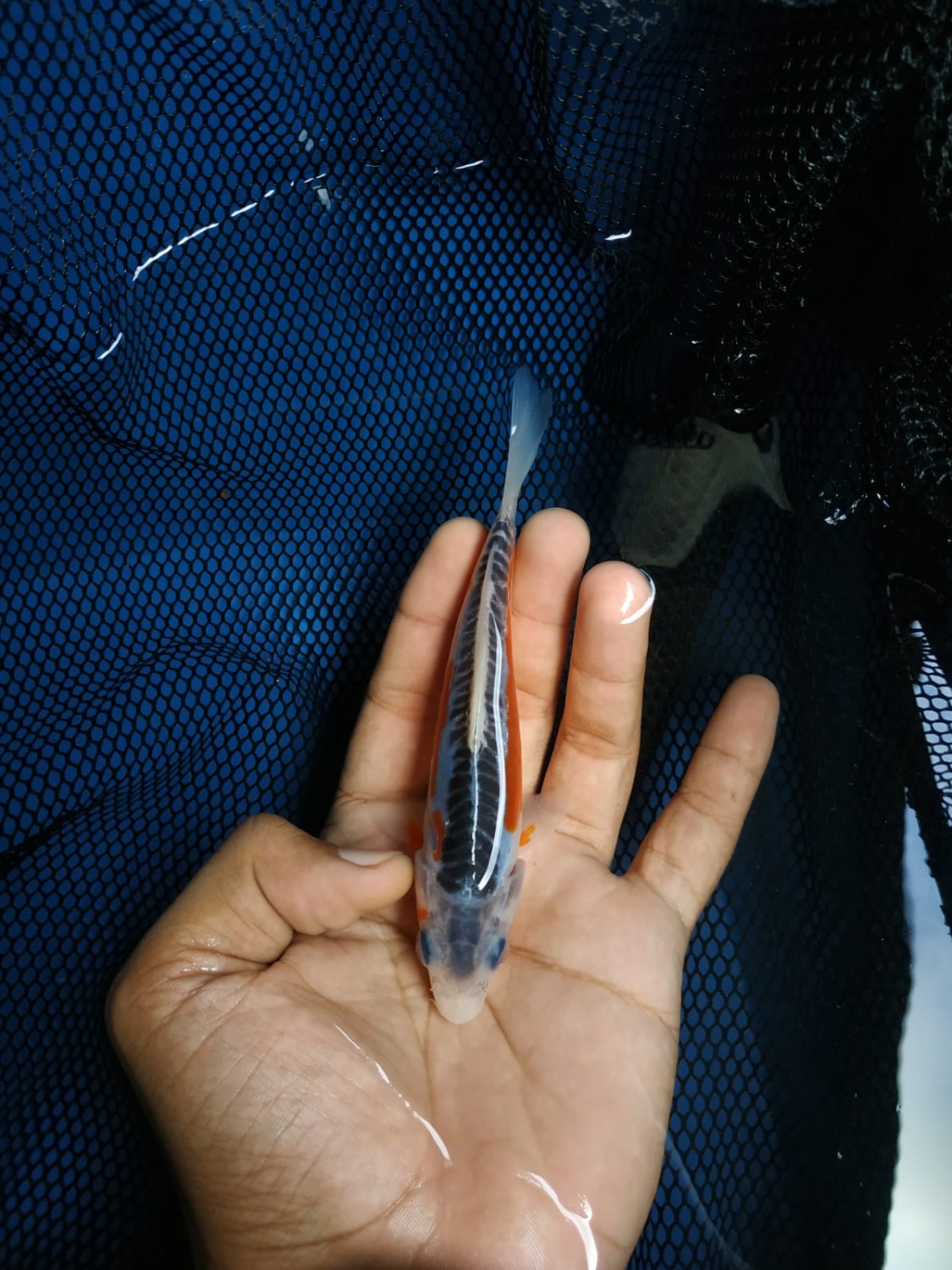 Juara 2
