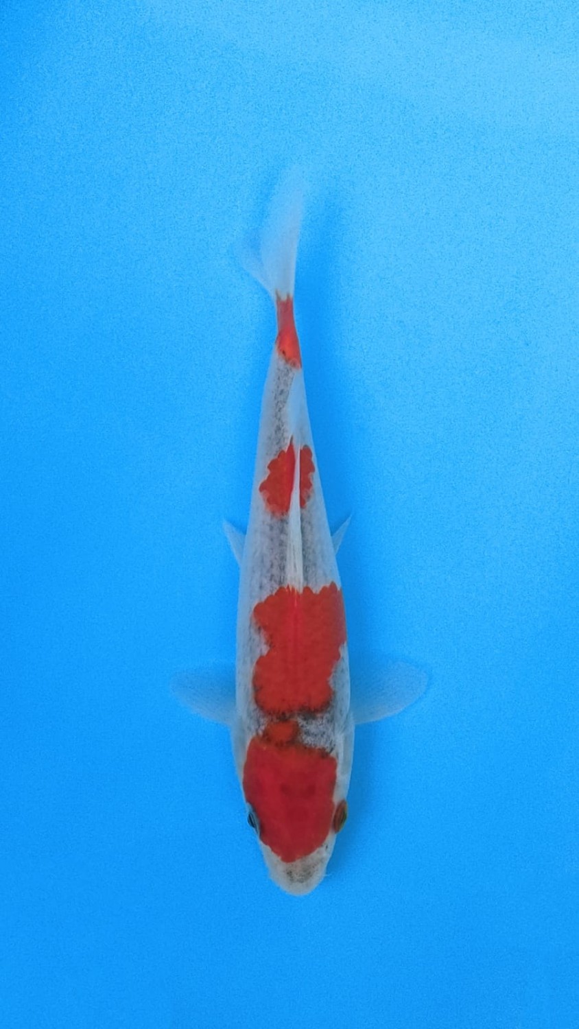 Juara 1
