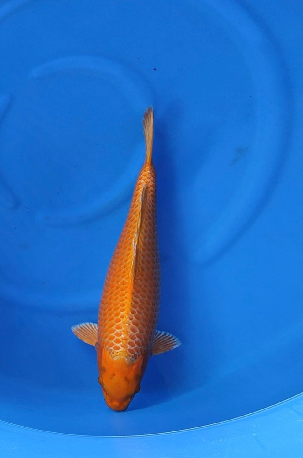 Juara 2