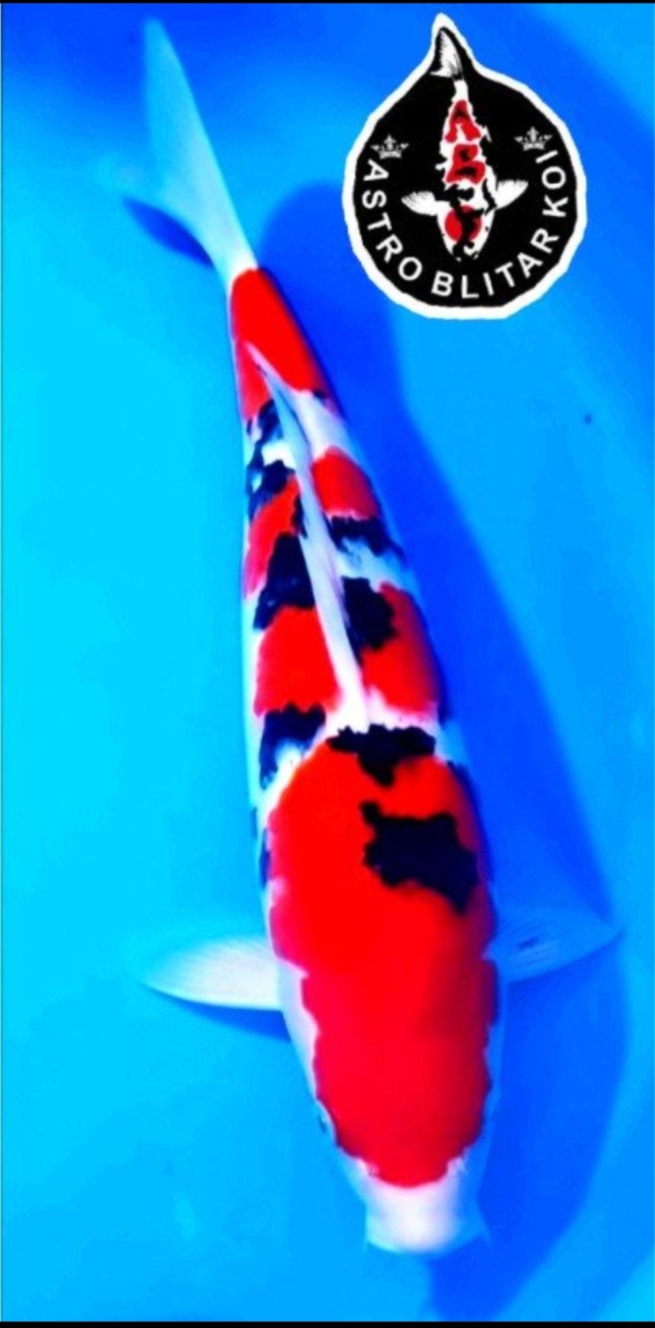 Juara 2