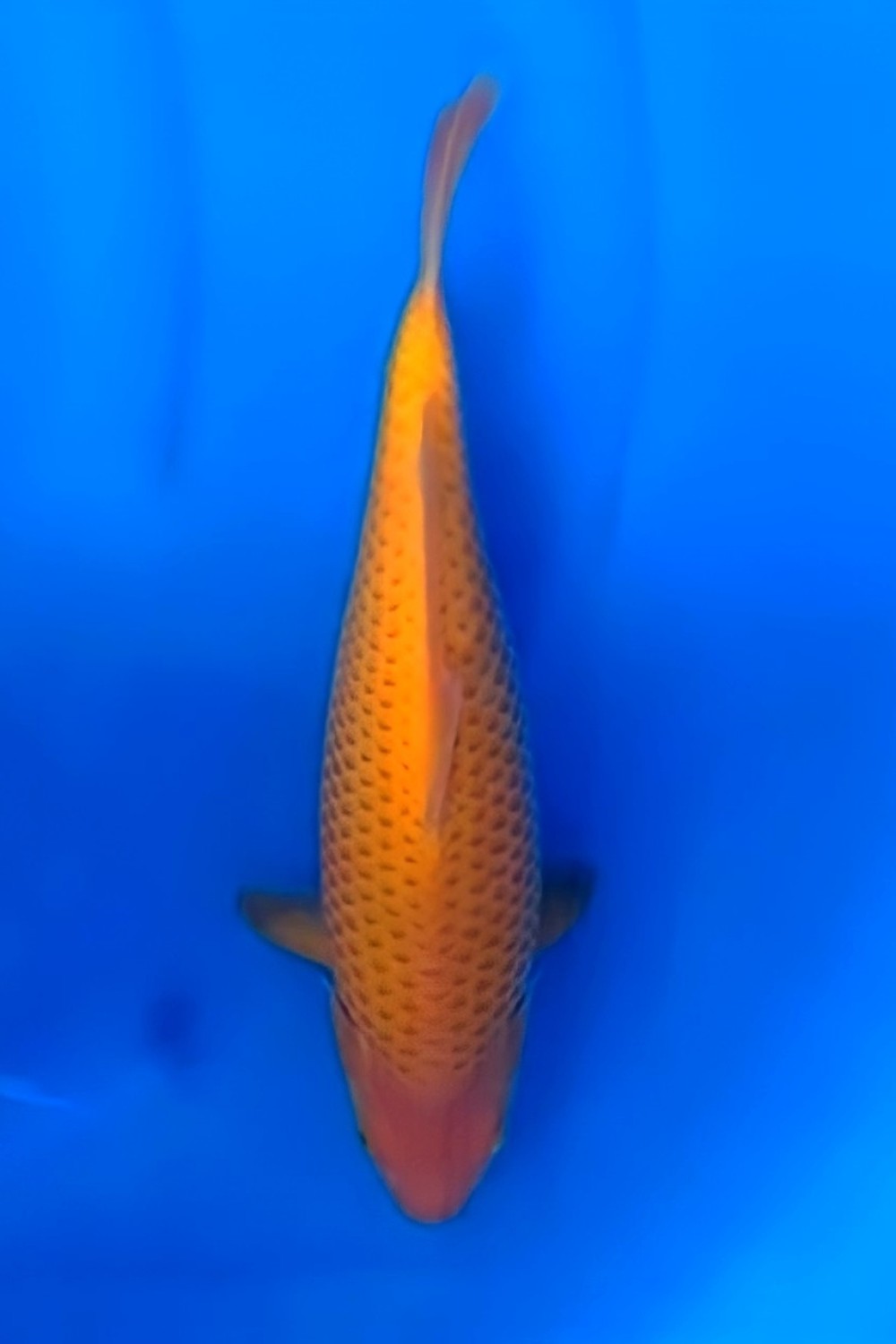 Juara 1