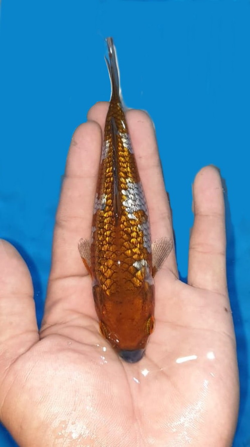 Juara 2