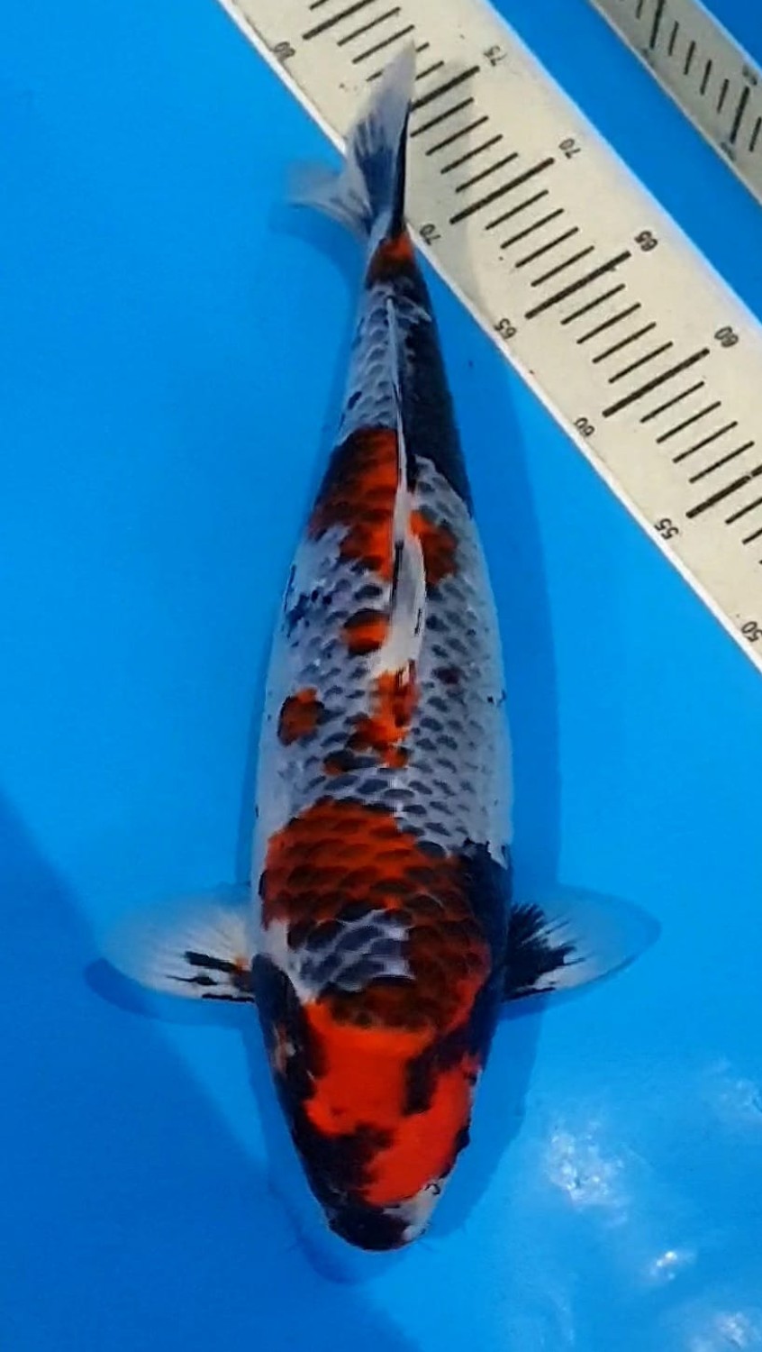 Juara 1