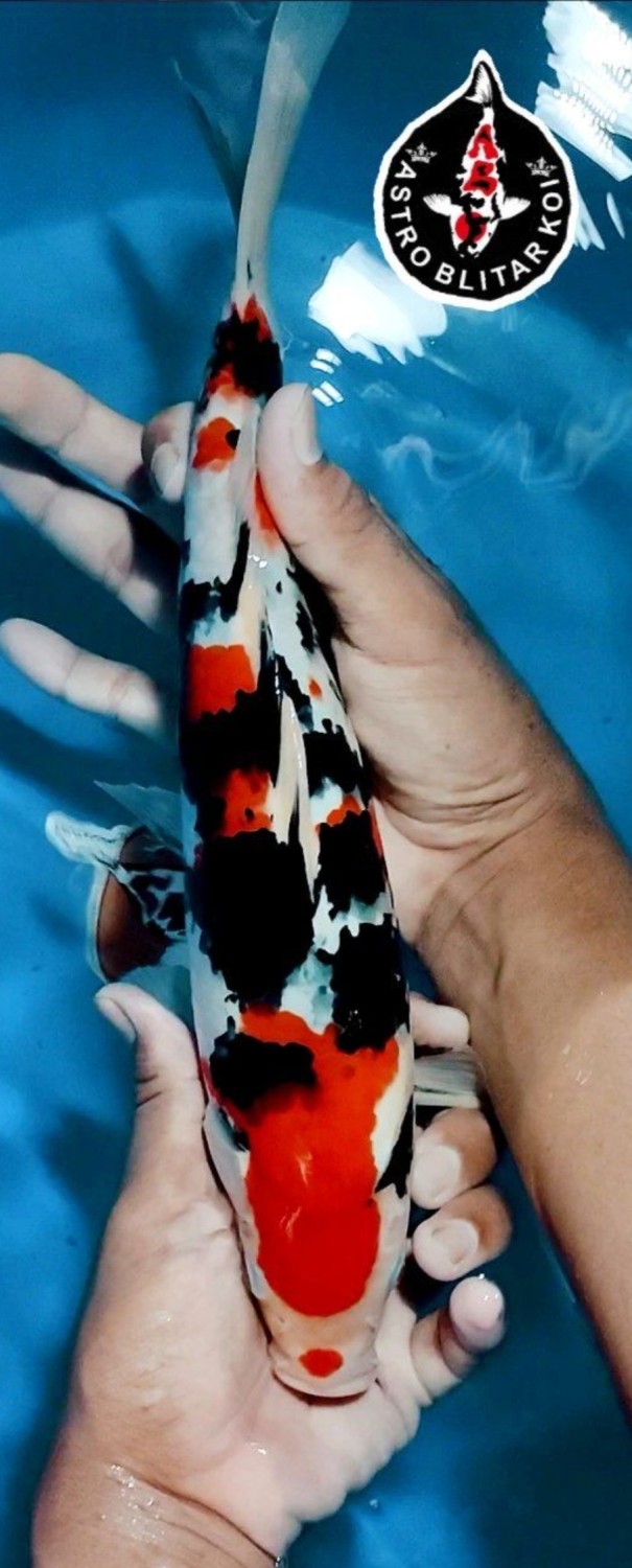 Juara 1