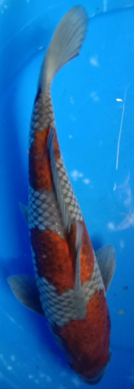 Juara 4