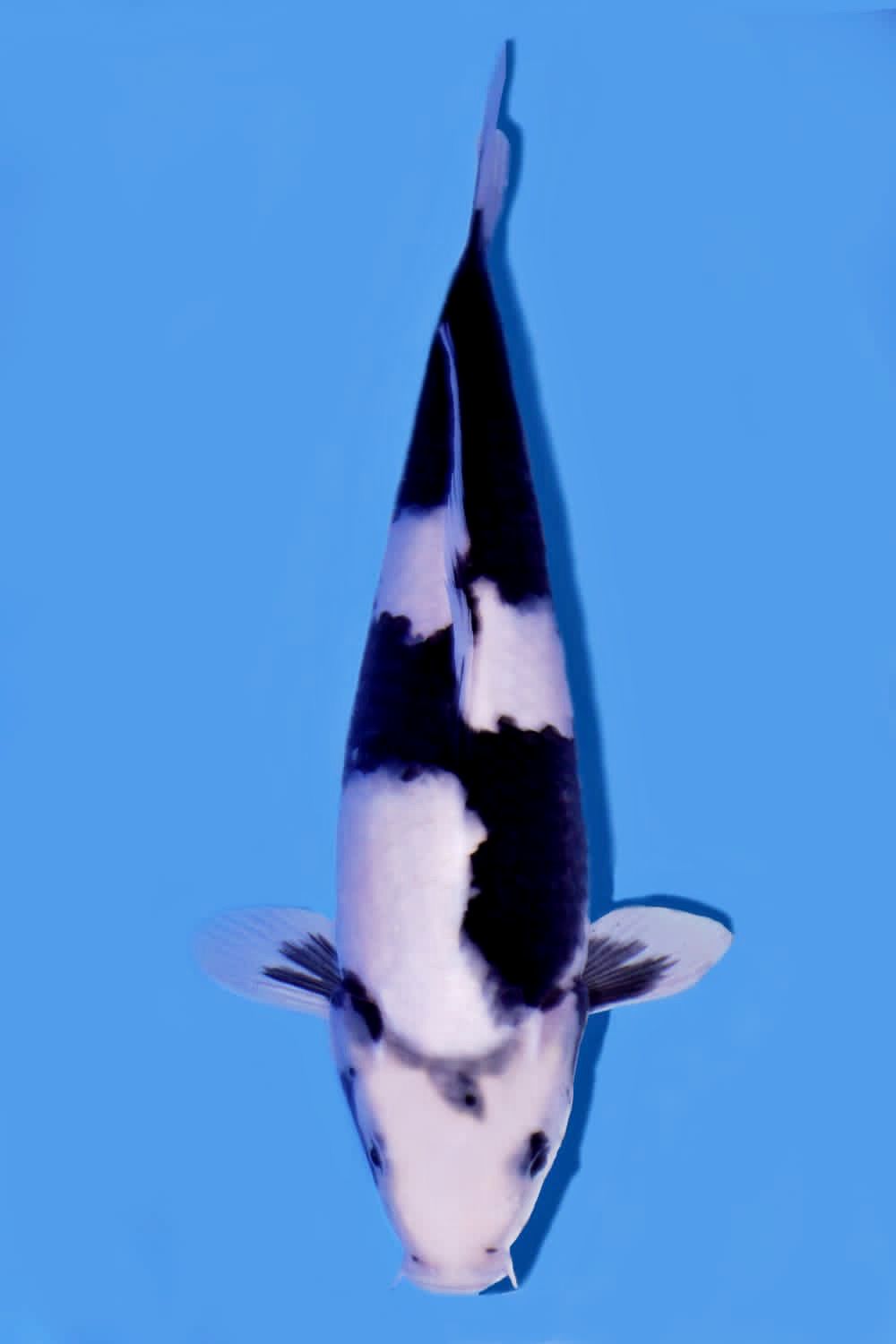 Juara 5