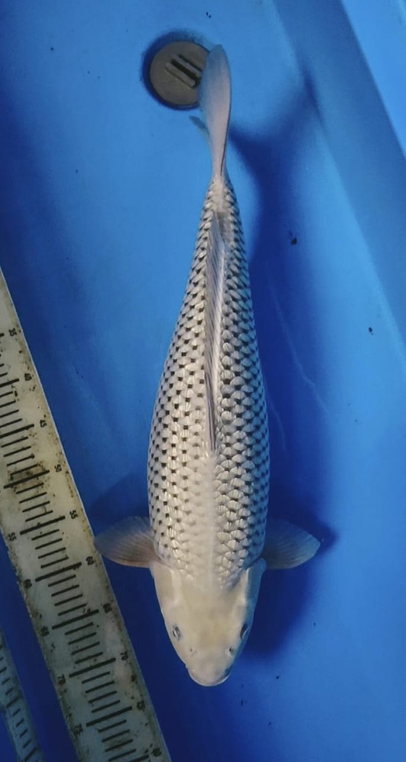 Juara 1