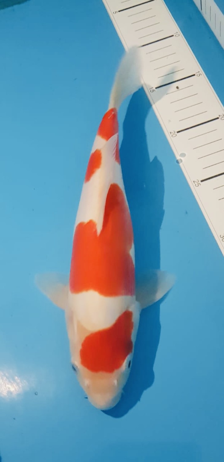 Juara 5