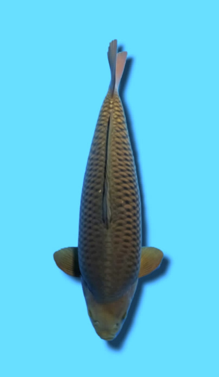 Juara 2