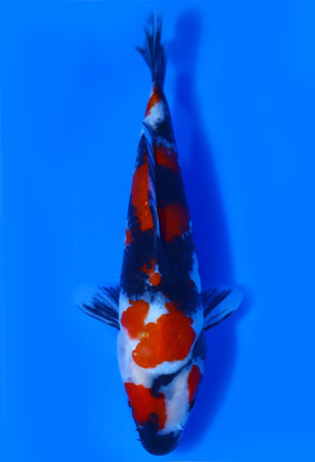 Juara 5