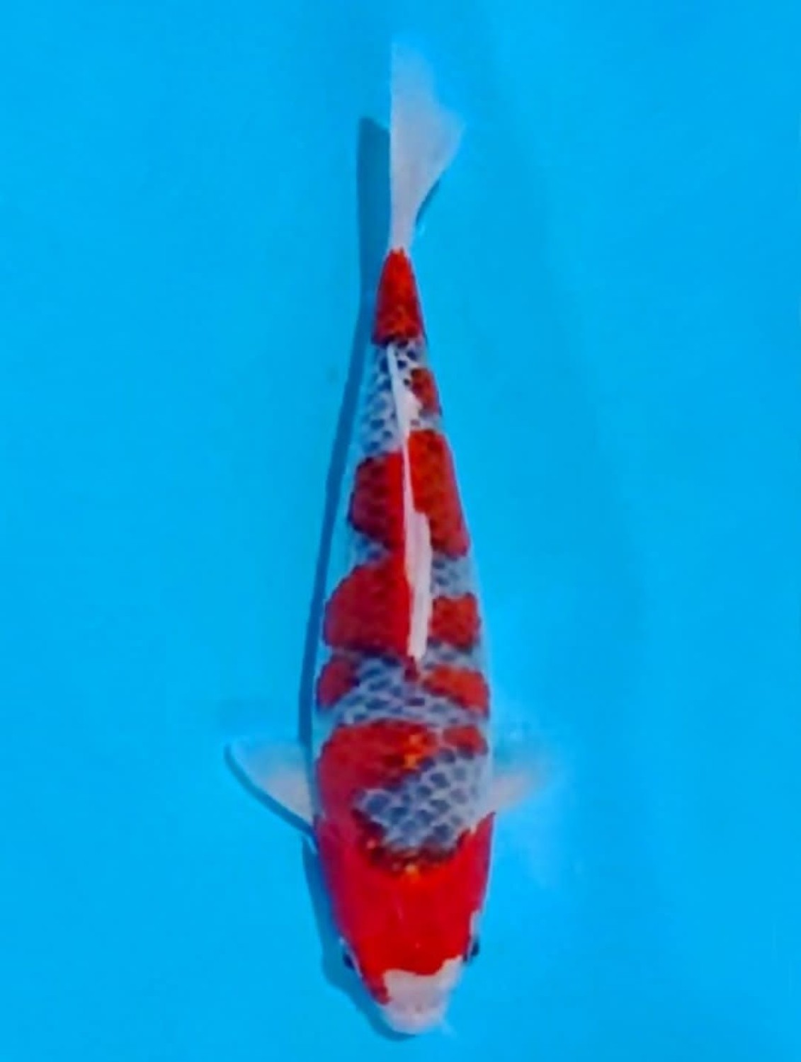 Juara 3