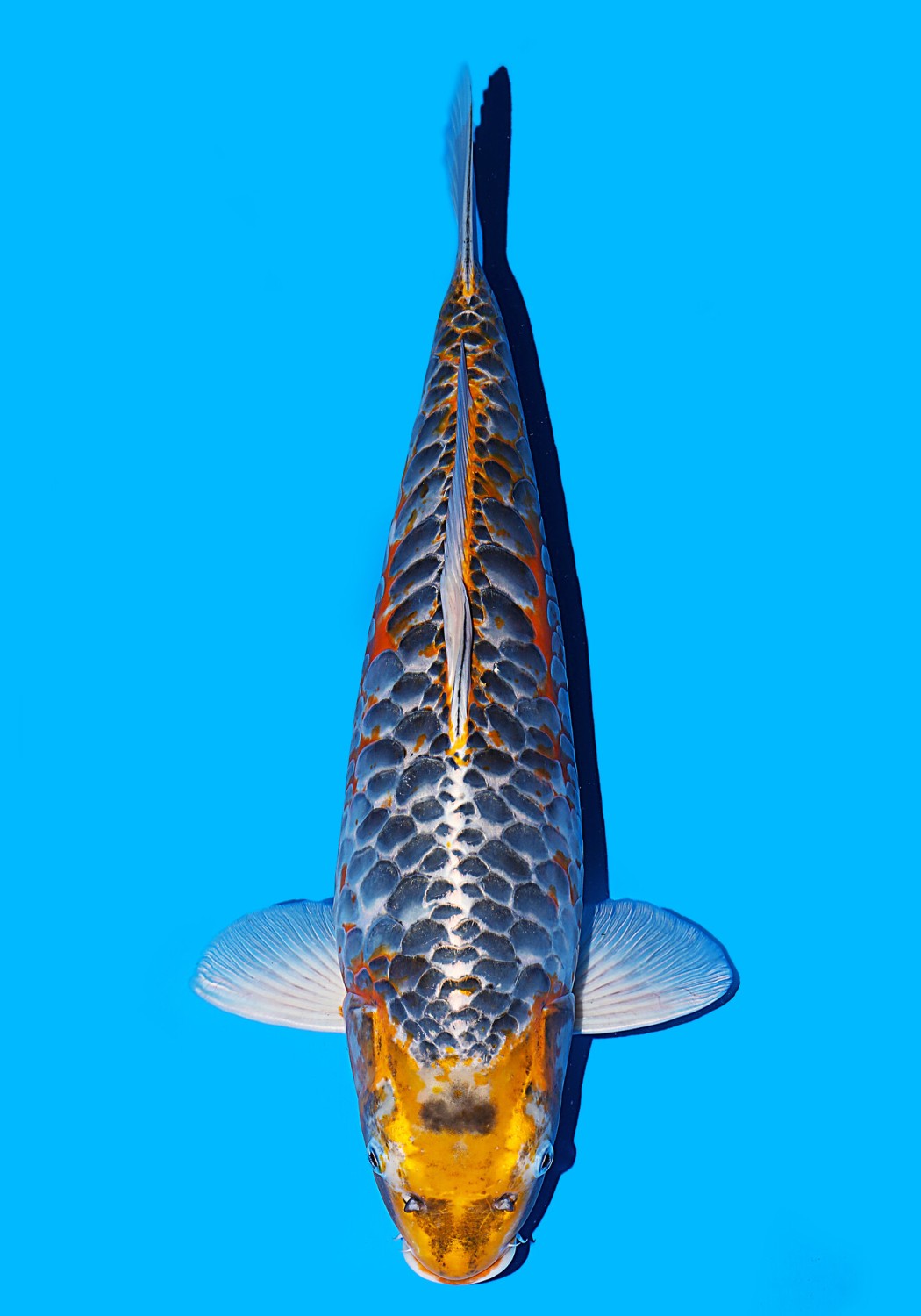 Best In Size F 56 - 60 cm