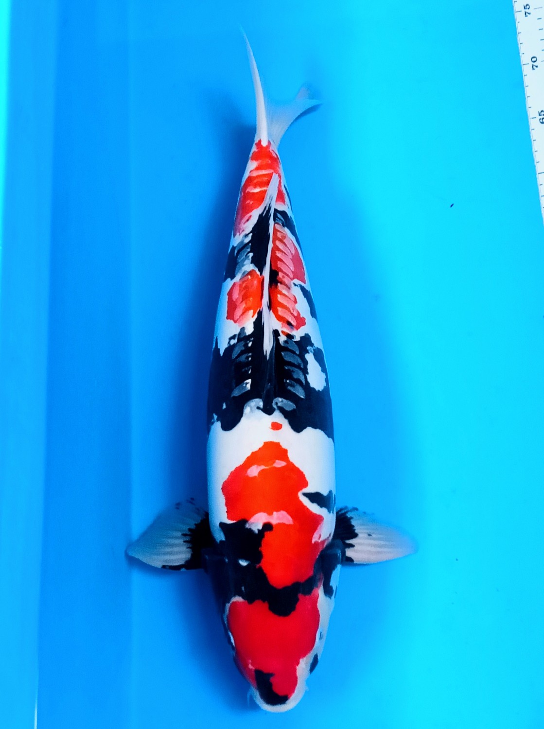 Juara 1