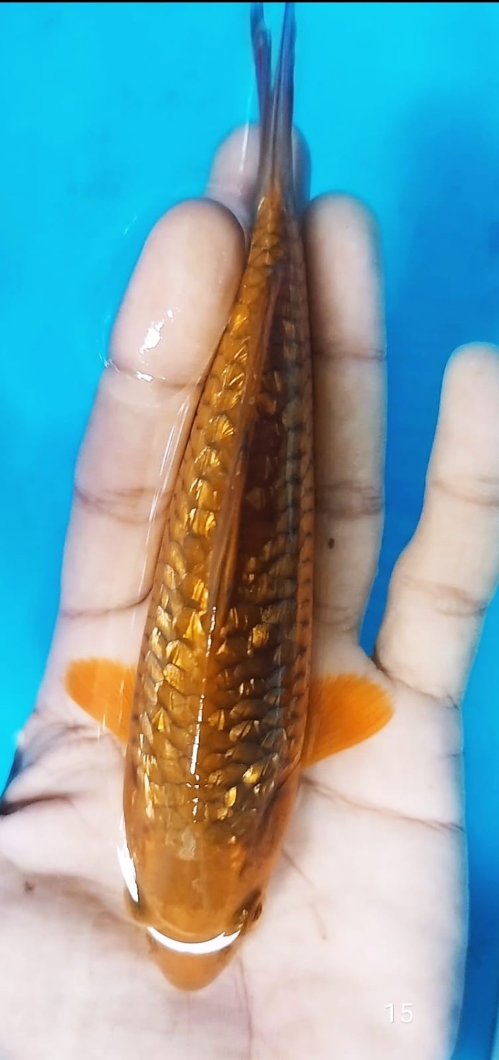 Juara 5