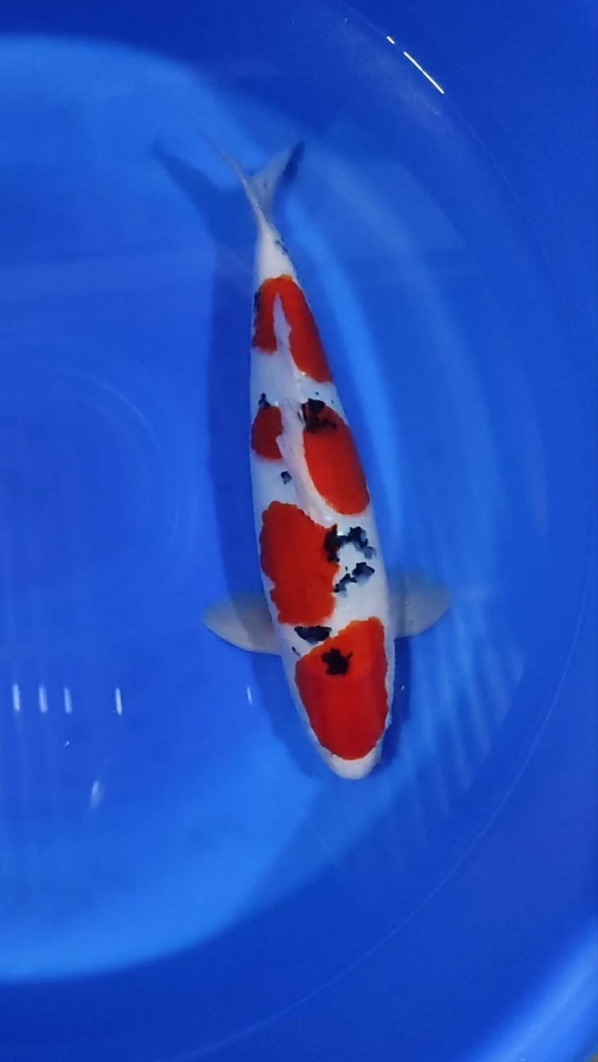 Juara 1