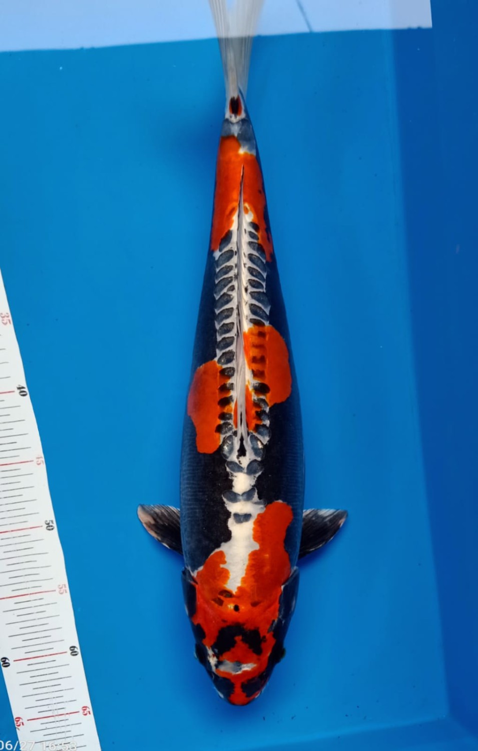 Juara 1