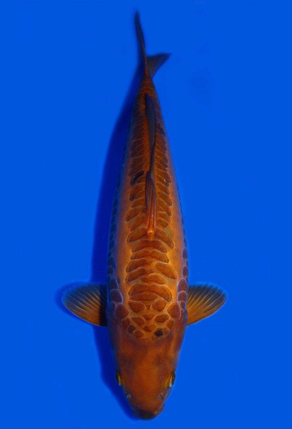 Juara 5