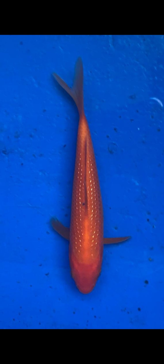 Juara 1