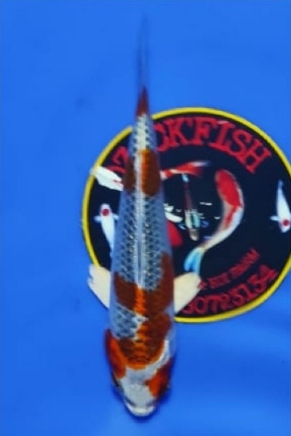 Juara 4