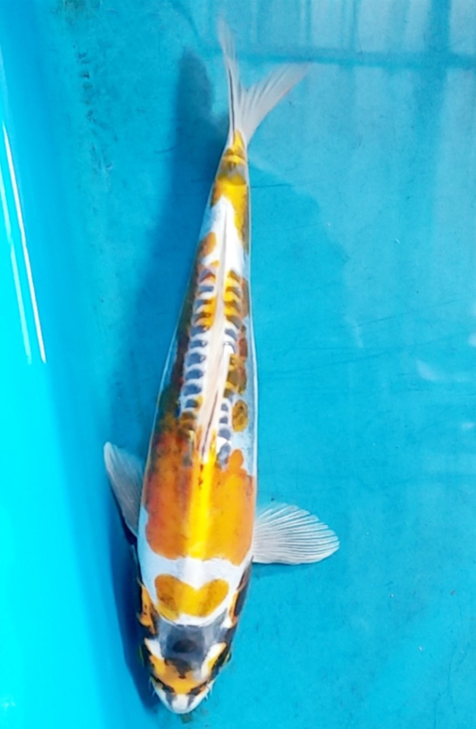 Juara 2
