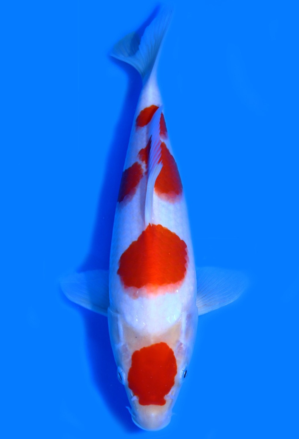 Juara 4
