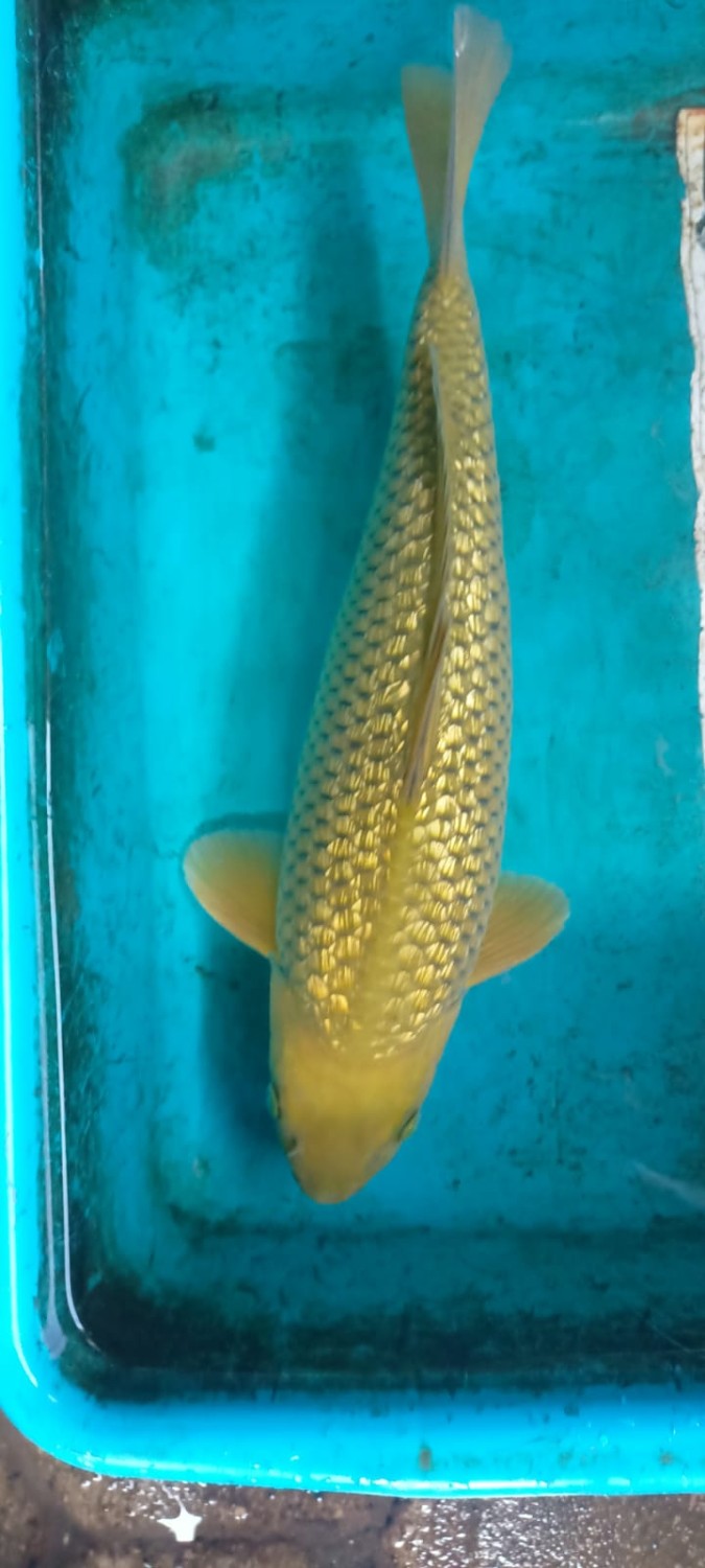 Juara 2