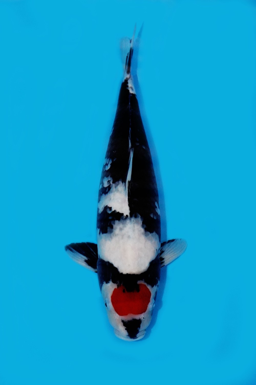 Juara 1
