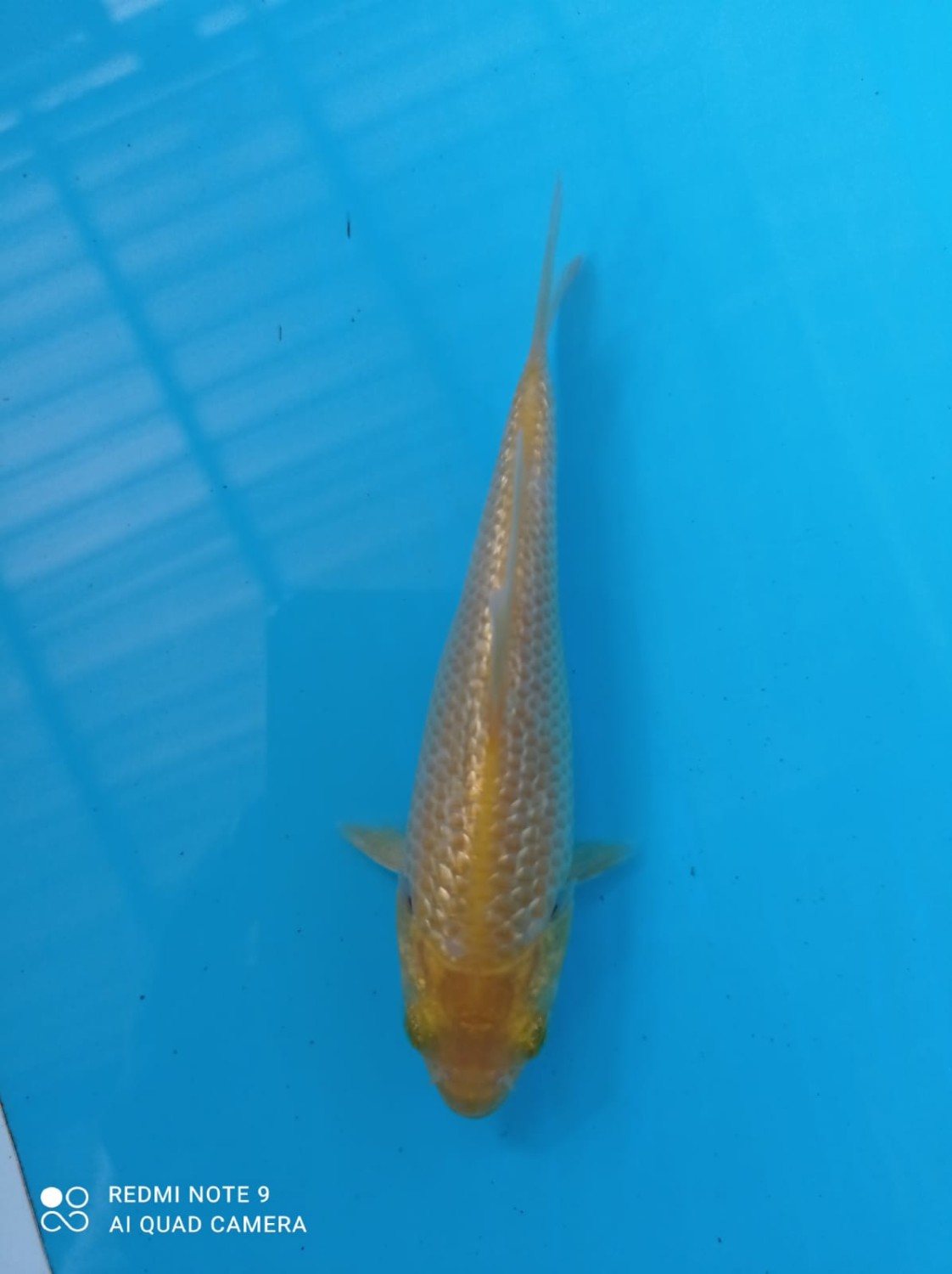 Best In Size E Up To 12 cm