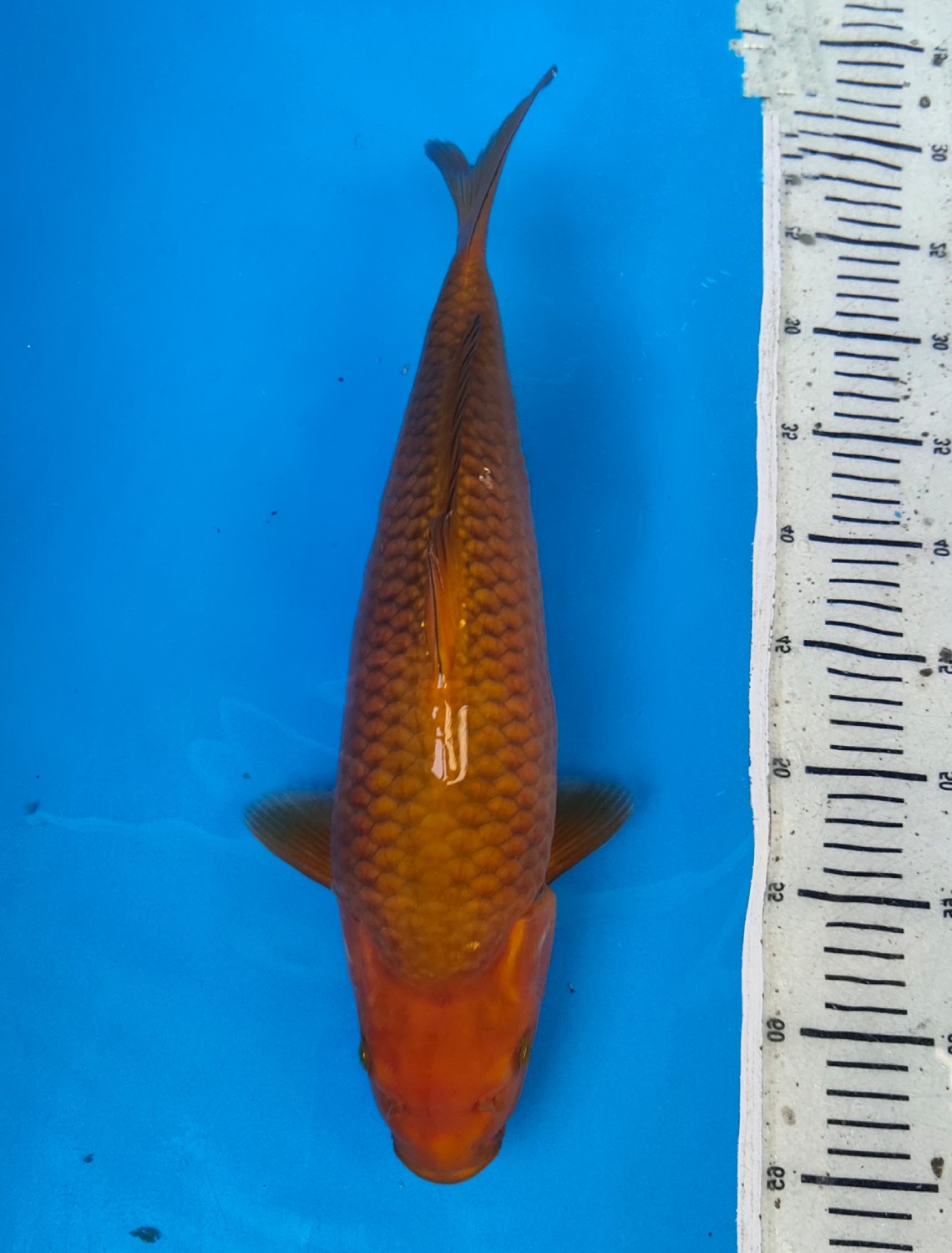 Juara 1
