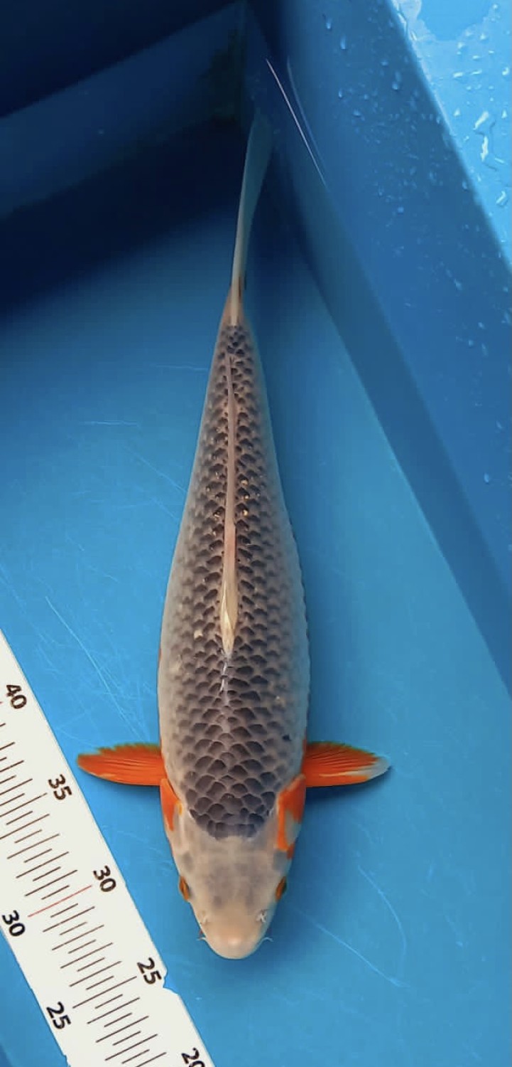 Juara 2