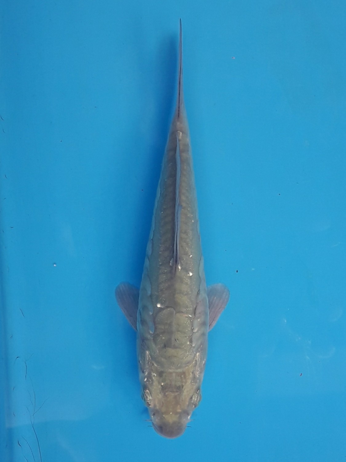 Juara 1