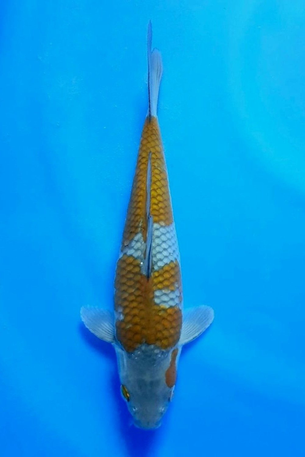 Juara 1