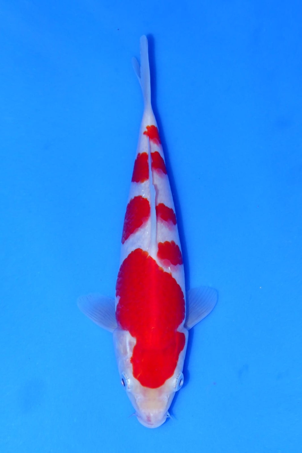 Juara 2